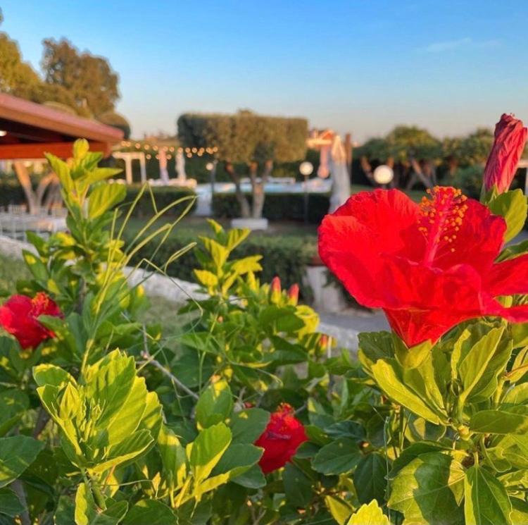 Villalessandra Civitavecchia Ngoại thất bức ảnh